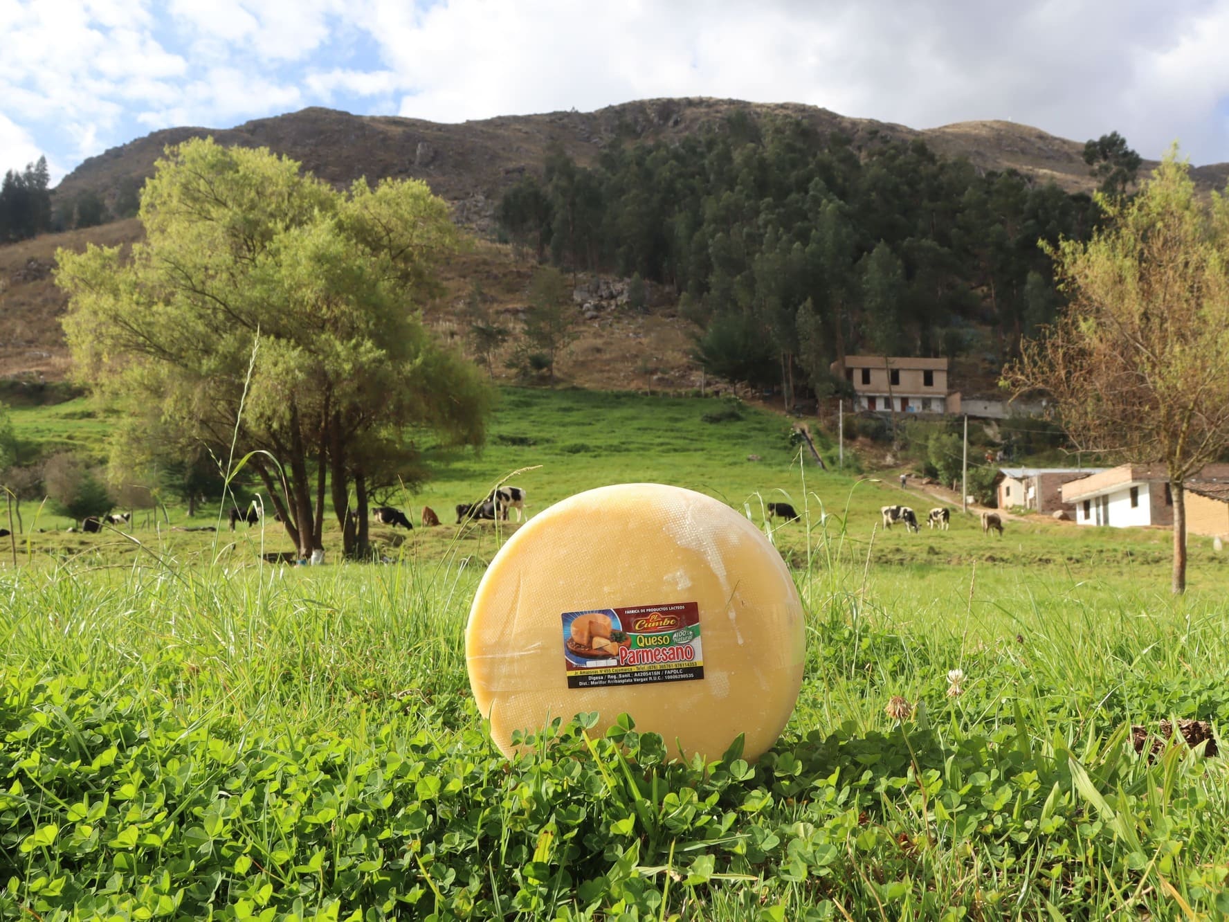 queso parmesano 12 kilos